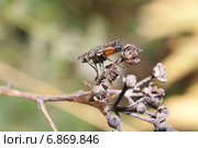Eriothrix rufomaculatus. Семейство Тахины или Ежемухи (Tachinidae) Стоковое фото, фотограф Алёшина Оксана / Фотобанк Лори