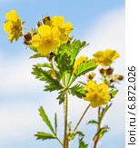 Лапчатка распростертая ( Potentilla humifusa Willd. ex Schlecht ). Дикорастущие растения Сибири. Стоковое фото, фотограф Евгений Мухортов / Фотобанк Лори