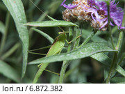 Пластинокрыл обыкновенный - самец (Phaneroptera falcata) под листком. Стоковое фото, фотограф Алёшина Оксана / Фотобанк Лори