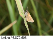 Толстоголовка тире (Thymelicus lineola) на травинке. Стоковое фото, фотограф Алёшина Оксана / Фотобанк Лори