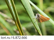 Толстоголовка лесная, толстоголовка Фавн (Ochlodes sylvanus, Ochlodes faunus) на травинке. Стоковое фото, фотограф Алёшина Оксана / Фотобанк Лори