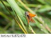 Толстоголовка лесная, толстоголовка Фавн (Ochlodes sylvanus, Ochlodes faunus) Стоковое фото, фотограф Алёшина Оксана / Фотобанк Лори