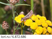 Кобылка (Orthoptera)  на цветке пижмы (Tanacetum) Стоковое фото, фотограф Алёшина Оксана / Фотобанк Лори