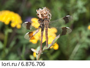 Стрекоза перевязанная - Симпетрум перевязанный (Sympetrum pedemontanum). Самка. Стоковое фото, фотограф Алёшина Оксана / Фотобанк Лори