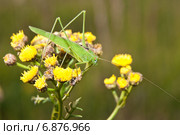 Пластинокрыл обыкновенный - самец (Phaneroptera falcata) на цветке пижмы (Tanacetum) Стоковое фото, фотограф Алёшина Оксана / Фотобанк Лори