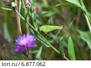 Пластинокрыл обыкновенный - самец (Phaneroptera falcata) Стоковое фото, фотограф Алёшина Оксана / Фотобанк Лори