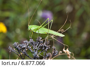 Пластинокрыл обыкновенный - самец (Phaneroptera falcata) на стрёме. Стоковое фото, фотограф Алёшина Оксана / Фотобанк Лори