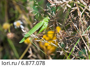 Пластинокрыл обыкновенный (Phaneroptera falcata) Стоковое фото, фотограф Алёшина Оксана / Фотобанк Лори