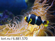 Рыба-клоун или амфиприон (Amphiprioninae, Amphiprion) черно-белая разновидность. Стоковое фото, фотограф Игорь Долгов / Фотобанк Лори