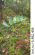 Купена многоцветковая (лат. Polygonatum multiflorum) с плодами. Стоковое фото, фотограф Елена Коромыслова / Фотобанк Лори