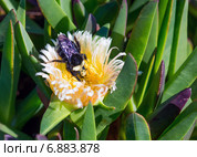 Шмель на цветке карпобротуса (carpobrotus). Побережье Тихого океана, Калифорния (2014 год). Стоковое фото, фотограф Ирина Кожемякина / Фотобанк Лори