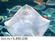 Обыкновенный хвостокол, Морской кот (лат. Dasyatis pastinaca) Стоковое фото, фотограф Ольга Визави / Фотобанк Лори