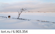 Усолье. Дерево с замками и завод на заднем плане. (2015 год). Стоковое фото, фотограф Дмитрий Петренко / Фотобанк Лори