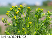 Ромашник пахучий (Lepidotheca suaveolens) Стоковое фото, фотограф Евгений Мухортов / Фотобанк Лори