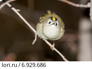 Королек желтоголовый. Goldcrest (Regulus regulus) Стоковое фото, фотограф Василий Вишневский / Фотобанк Лори