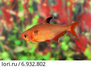 Аквариумная рыбка минор (лат. Hyphessobrycon minor) Стоковое фото, фотограф Григорий Писоцкий / Фотобанк Лори