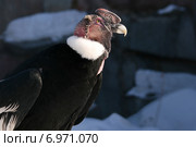 Самец андского кондора (Vultur gryphus) Стоковое фото, фотограф Щеголева Ольга / Фотобанк Лори