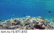 Коралловый риф в Красном море. Стоковое видео, видеограф Михаил Коханчиков / Фотобанк Лори