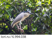 Обыкновенная кваква или ночная цапля. (Nycticorax nycticorax) Стоковое фото, фотограф Ирина Яровая / Фотобанк Лори
