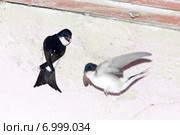 Ласточка городская. House Martin (Delichon urbica). Стоковое фото, фотограф Василий Вишневский / Фотобанк Лори