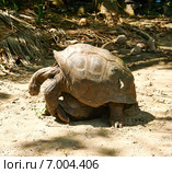 Giant tortoises mating at Seychelles. Стоковое фото, фотограф Николай Охитин / Фотобанк Лори