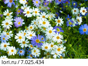 Цветы брахикома (Brachycome iberidifolia) Стоковое фото, фотограф Ирина Солошенко / Фотобанк Лори