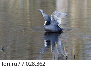 Лысуха. Common Coot (Fulica atra). Стоковое фото, фотограф Василий Вишневский / Фотобанк Лори