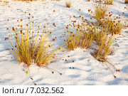 Сыть головчатая (Cyperus capitatus) на песчаном пляже. Стоковое фото, фотограф Сергей Дубров / Фотобанк Лори