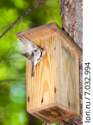 Мухоловка-пеструшка. Pied Flycatcher (Ficedula hypoleuca, Muscicapa hypoleuca). Стоковое фото, фотограф Василий Вишневский / Фотобанк Лори
