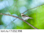 Мухоловка-пеструшка. Pied Flycatcher (Ficedula hypoleuca, Muscicapa hypoleuca). Стоковое фото, фотограф Василий Вишневский / Фотобанк Лори