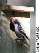 Мухоловка-пеструшка. Pied Flycatcher (Ficedula hypoleuca, Muscicapa hypoleuca). Стоковое фото, фотограф Василий Вишневский / Фотобанк Лори