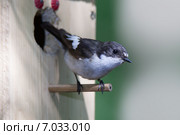 Мухоловка-пеструшка. Pied Flycatcher (Ficedula hypoleuca, Muscicapa hypoleuca). Стоковое фото, фотограф Василий Вишневский / Фотобанк Лори