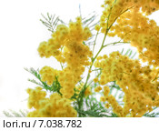 Акация серебристая, или Акация подбелённая (Acacia dealbata) Стоковое фото, фотограф Алёшина Оксана / Фотобанк Лори