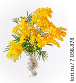 Акация серебристая, или Акация подбелённая (Acacia dealbata) в вазе. Стоковое фото, фотограф Алёшина Оксана / Фотобанк Лори