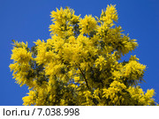 Куст мимозы (2015 год). Стоковое фото, фотограф Gagara / Фотобанк Лори