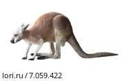 kangaroo. Isolated over white background. Стоковое фото, фотограф Яков Филимонов / Фотобанк Лори