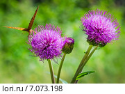Бодяк разнолистный (Cirsium heterophyllum).Цветы крупно. Стоковое фото, фотограф Евгений Мухортов / Фотобанк Лори