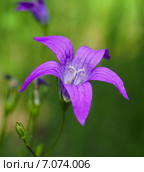 Колокольчик раскидистый (Campanula patula) Стоковое фото, фотограф Ельцов Владимир / Фотобанк Лори