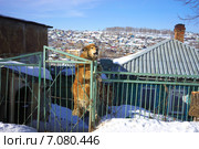 Собака на ограде лает. Златоуст, Челябинская область (2015 год). Стоковое фото, фотограф Игорь Потапов / Фотобанк Лори