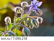 Огуречная трава - Borago officinalis. Стоковое фото, фотограф Александр Алексеев / Фотобанк Лори