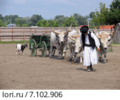 Шоу в парке братьев Лазар. Венгрия (2010 год). Редакционное фото, фотограф Анатолий Заводсков / Фотобанк Лори