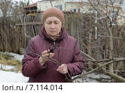 Женщина изучает ветви яблони на наличие вредителей. Стоковое фото, фотограф Марина Славина / Фотобанк Лори