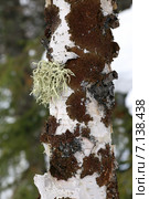 Уснея (Usnea) и пармелия (Parmelia olivacea) на березе. Стоковое фото, фотограф Григорий Писоцкий / Фотобанк Лори
