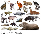 Fauna of South America set. Стоковое фото, фотограф Яков Филимонов / Фотобанк Лори