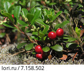 Толокнянка обыкновенная (медвежье ушко) Arctostaphylos uva-ursi. Стоковое фото, фотограф Т. З. / Фотобанк Лори
