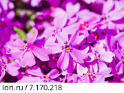 Розовые цветы флоксы (Phlox subulata) Стоковое фото, фотограф Валерия Лузина / Фотобанк Лори