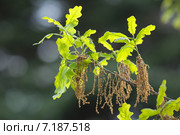 Цветущий дуб обыкновенный или черешчатый (Quercus robur) Стоковое фото, фотограф Алёшина Оксана / Фотобанк Лори