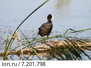 Утка лысуха на бревне водоёма. Стоковое фото, фотограф A Челмодеев / Фотобанк Лори