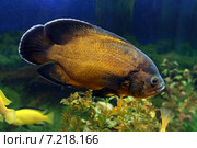 Астронотус красный оскар (Astronotus ocellatus) плавает в аквариуме. Стоковое фото, фотограф Григорий Писоцкий / Фотобанк Лори