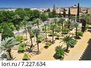 Palm trees and orange trees in a public park next to the Alcazar de los Reyes Cristianos in Cordoba, Spain. Стоковое фото, агентство BE&W Photo / Фотобанк Лори